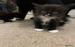 British Shorthair cats for sale: Beautiful, friendly, playful kittens - Image 10