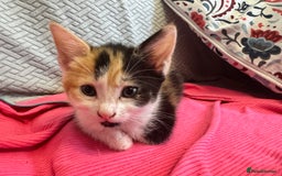 Mixed Breed cats for sale: 2 and half month old kittens for adoption! - Image 3
