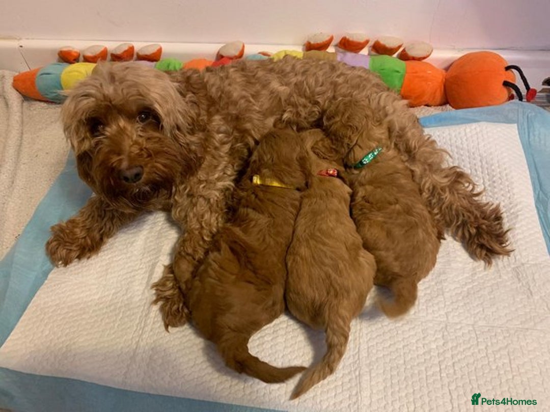 Cockapoo dogs for sale: Amazing rose cockapoos pups available  - Image 1