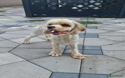 American Cocker Spaniel dogs for adoption: Ozzy! - Image 5