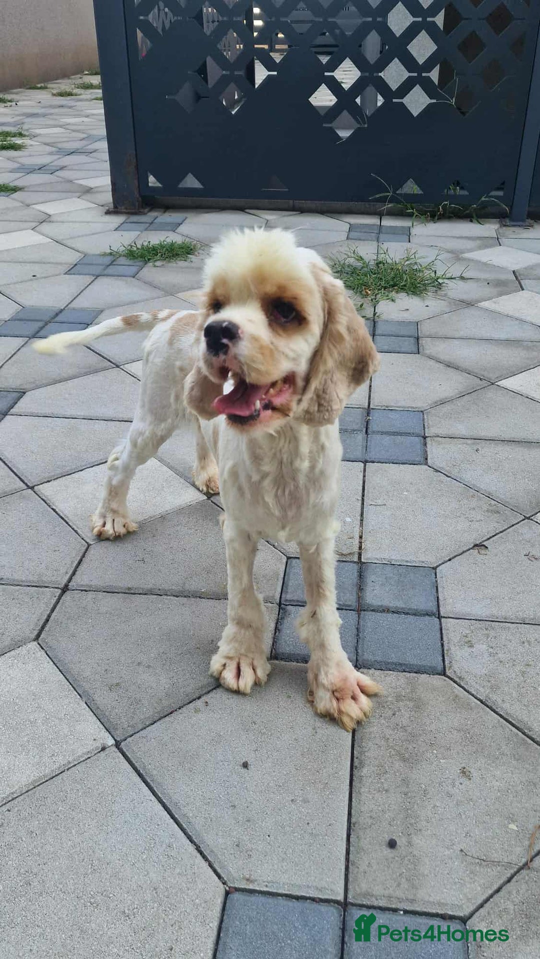American Cocker Spaniel dogs for adoption: Ozzy! - Image 5