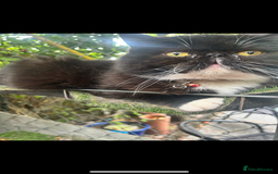 Persian cats for sale: Persian exotic cats - new homes needed - Image 13