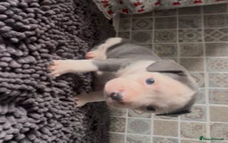 Mixed Breed dogs for sale: Staffie/Frenchie pups - Image 6