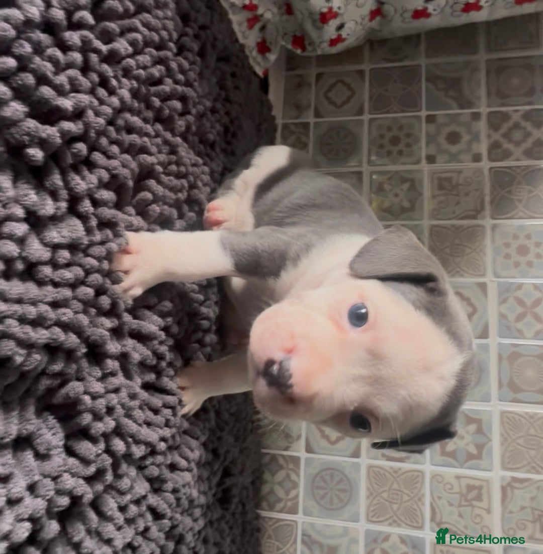 Mixed Breed dogs for sale: Staffie/Frenchie pups - Image 6