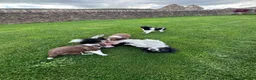 Border Collie dogs for sale: Gorgeous Litter of border collie puppy’s  - Advert 6
