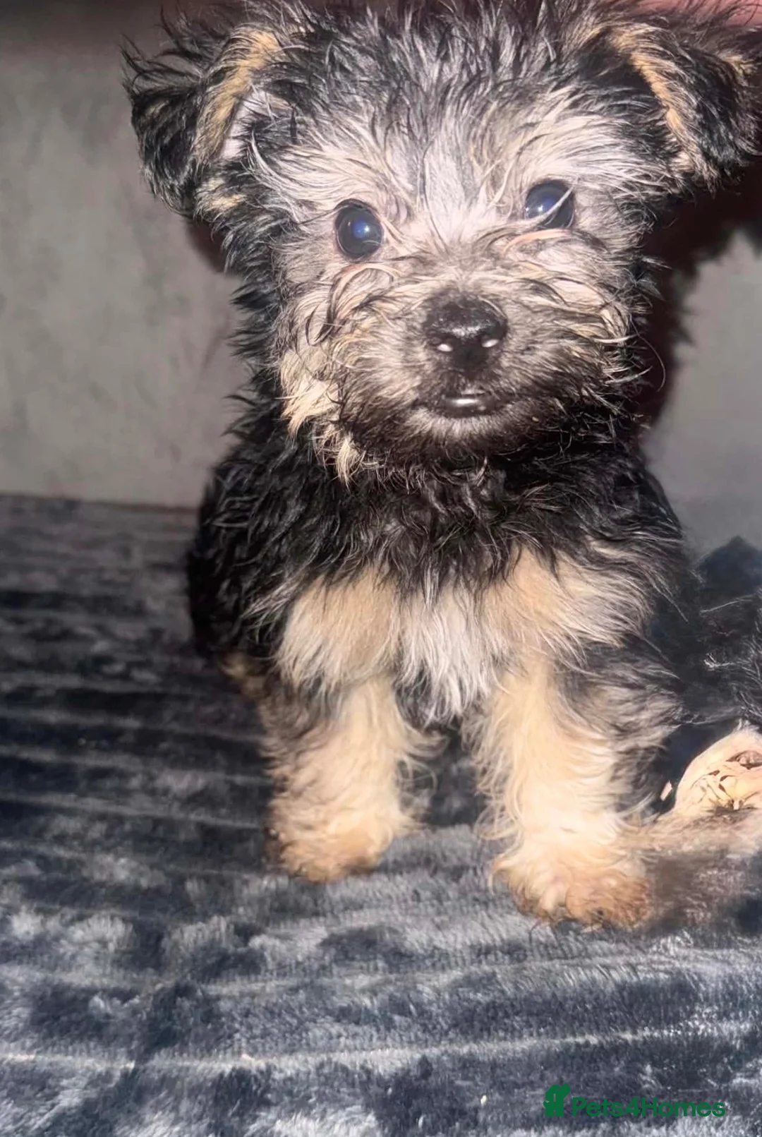 Yorkshire Terrier dogs for sale: 5 month full breed Yorkshire terrier  - Advert 3