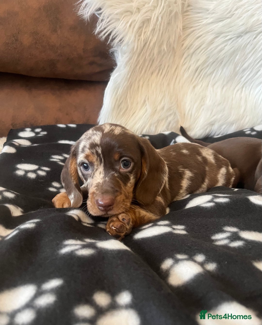 Miniature Dachshund dogs for sale: Miniature dachshund Puppies 🐶 Boy Available! - Advert 4