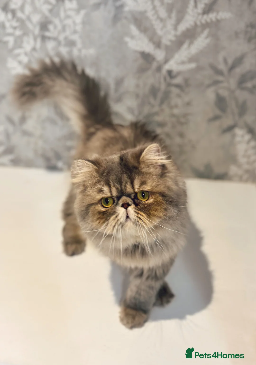 Persian cats for sale: Beautiful Blue Exotic Longhaired Persian Boy - Advert 1