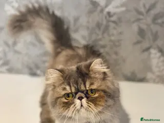 Persian cats Beautiful Blue Exotic Longhaired Persian Boy - Advert 9