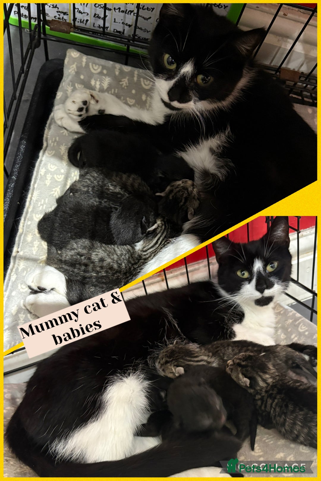 Mixed Breed cats for sale: 4 male kittens for sale 🐾 🐈‍⬛  - Image 5