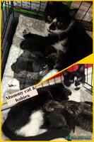 Mixed Breed cats - Advert 16