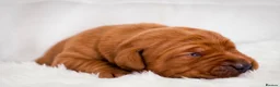 Labrador Retriever dogs for sale: Outstanding fully health tested fox reds  - Advert 3