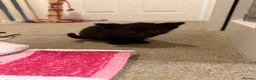 British Shorthair cats for sale: British short hair kittens - Advert 10