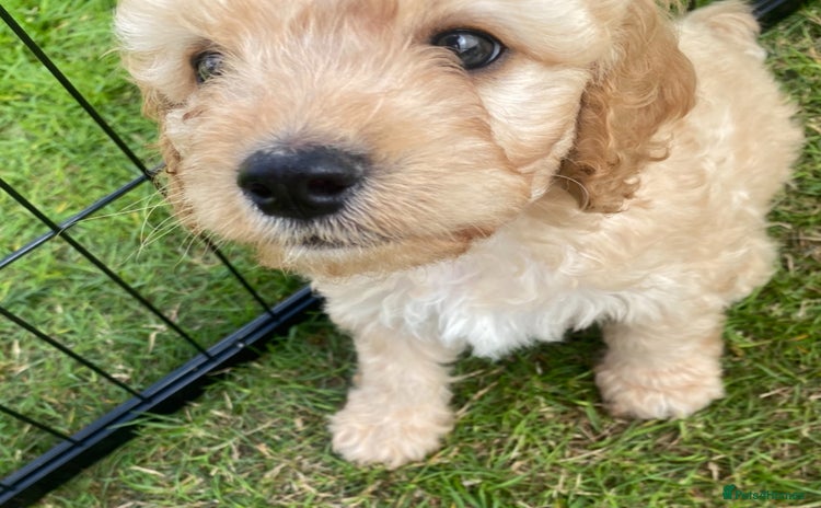 Cavapoo dogs - Advert 1