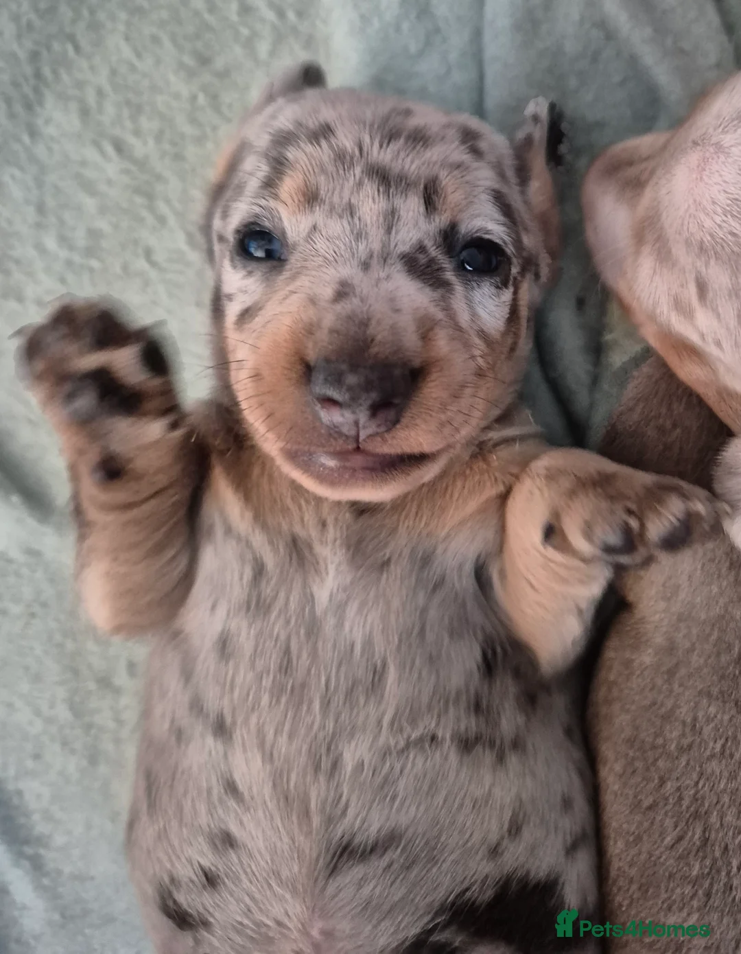Miniature Dachshund dogs for sale: 2 beautiful miniature dachshund pups - Advert 16