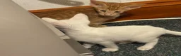 Oriental cats for sale: Beautiful oriental kittens  - Advert 8