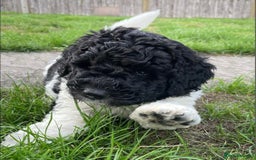 Mixed Breed dogs for sale: St Berdoodle ( St Bernard x Standard poodle) - Image 27