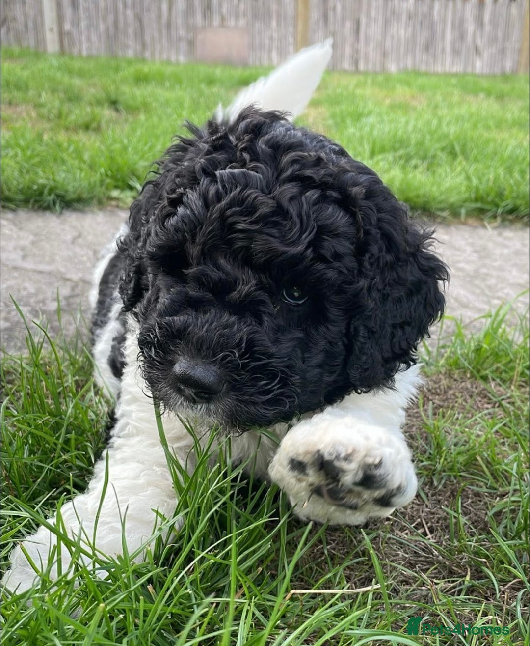 Mixed Breed dogs for sale: St Berdoodle ( St Bernard x Standard poodle) - Image 27