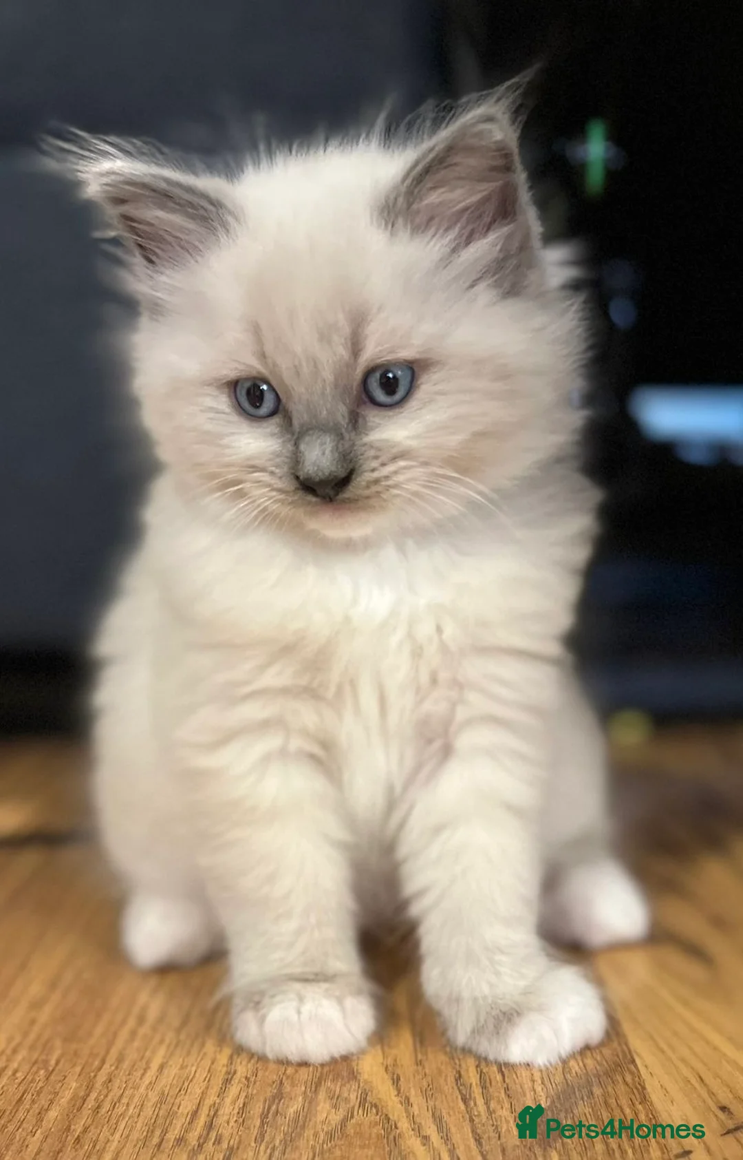 Ragdoll cats for sale: Ragdoll Kittens - Advert 34