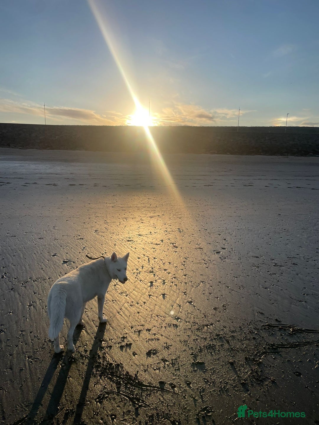 Siberian Husky dogs for sale: Husky Female - Advert 4