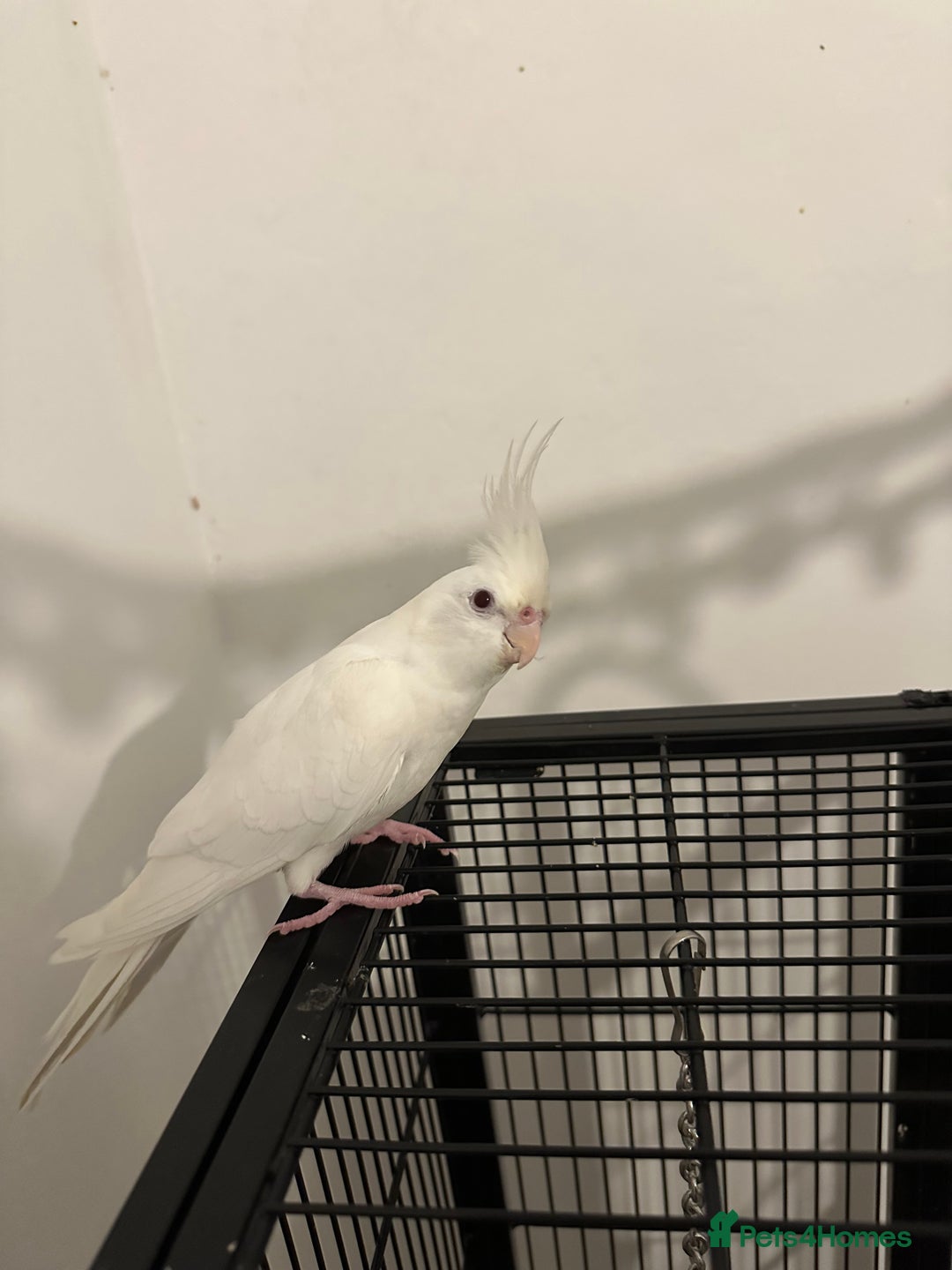 Cockatiels birds for sale: Beautiful albino red eye female cockatiel  - Image 4