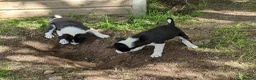 Border Collie dogs for sale: Isds border collie pups for sale in Keith - Advert 12