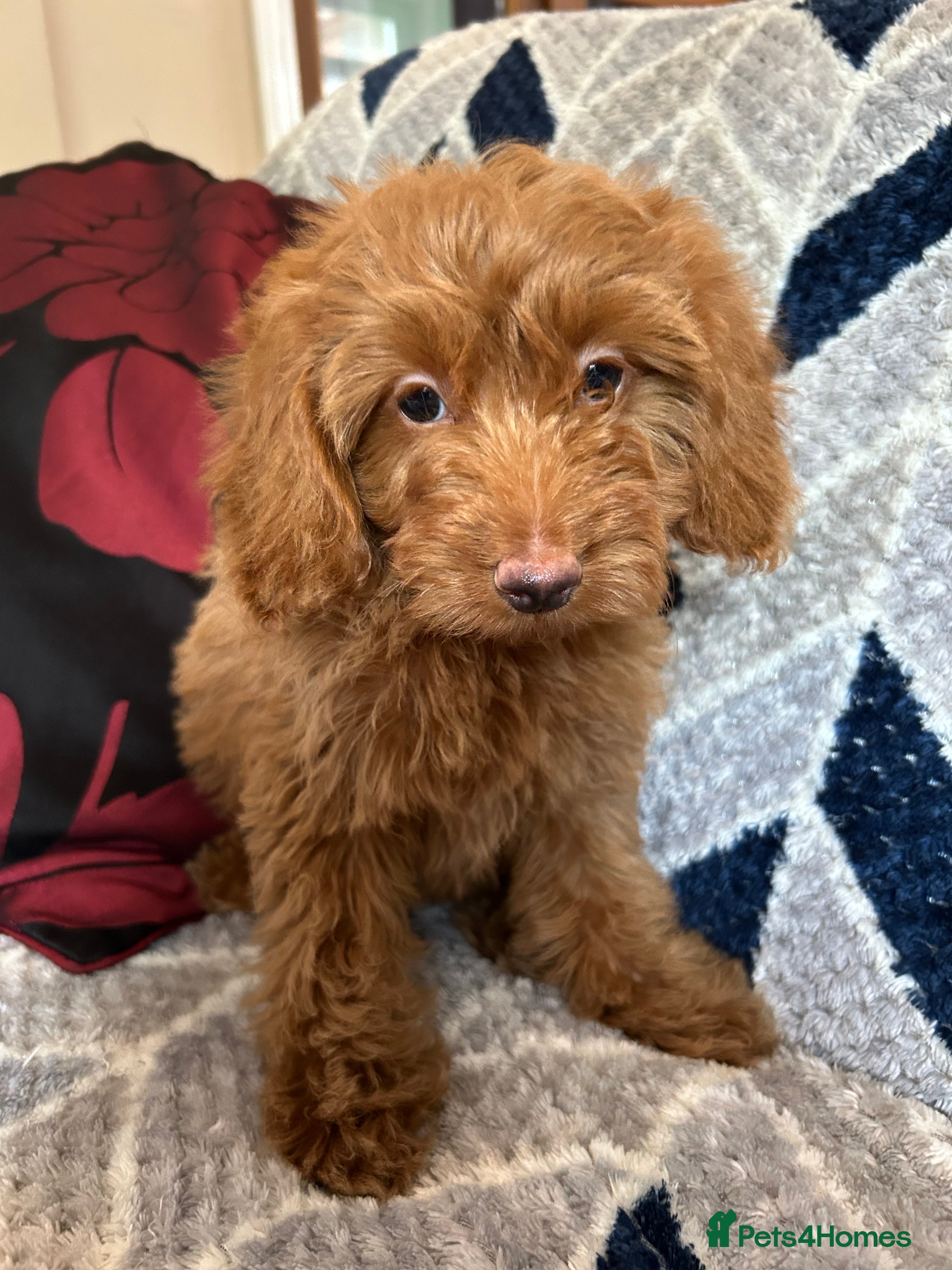 Cockapoo dogs cockapoo puppies forsale  - Advert 2