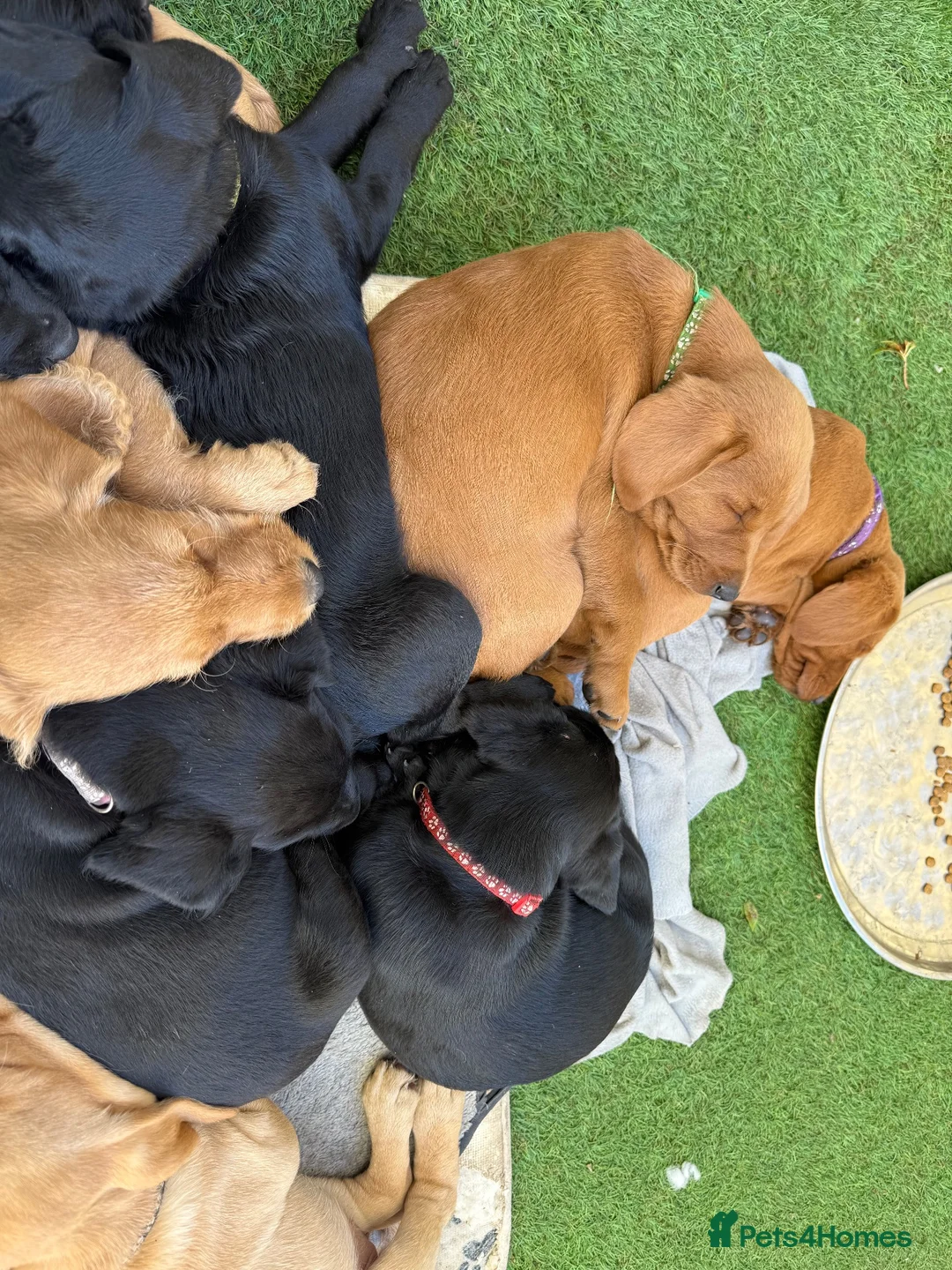 Labradoodle dogs for sale: Beautiful Labradoodle Pups - ready now!  - Advert 1