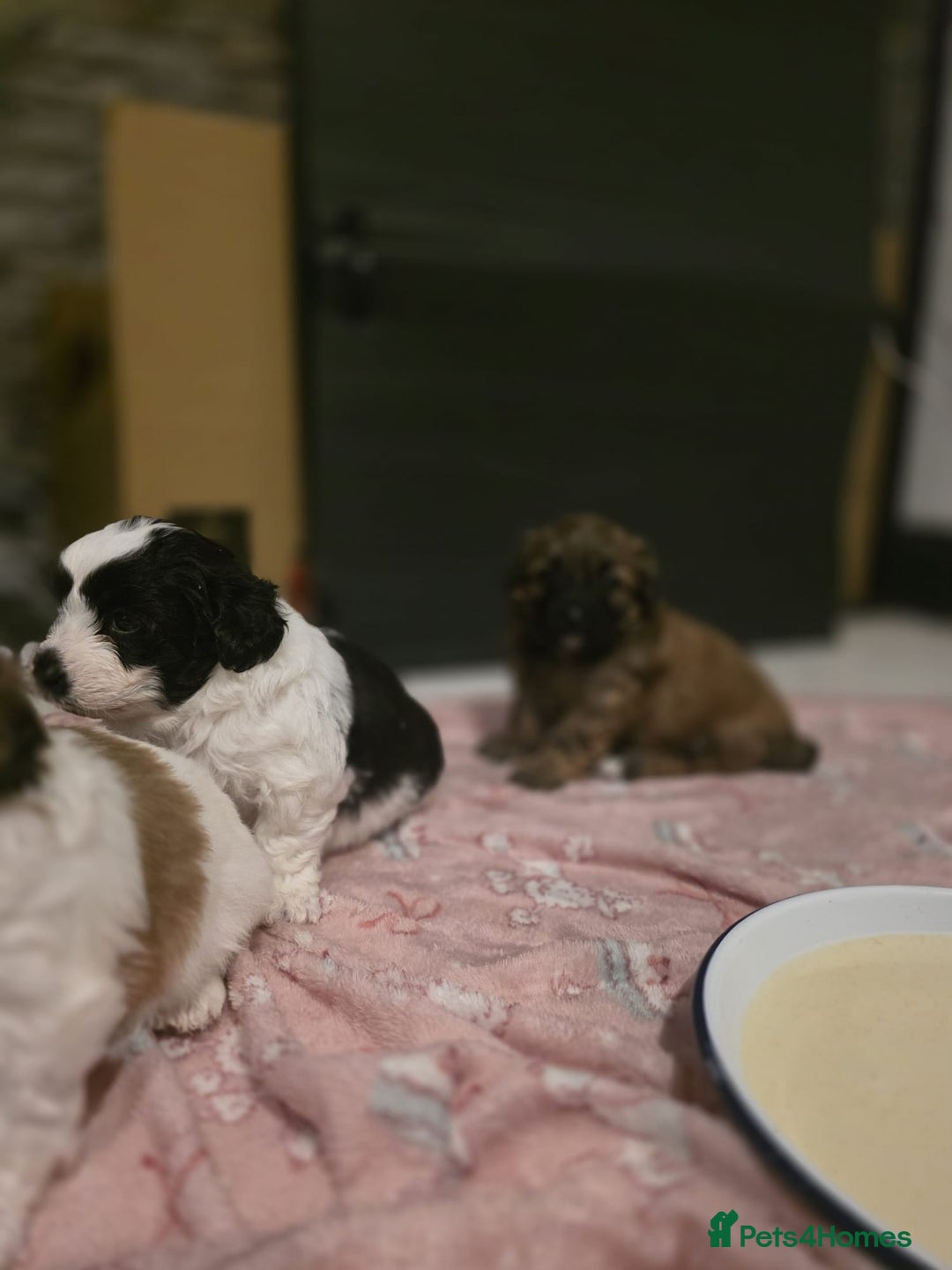 Mixed Breed dogs for sale: Beautiful litter of pomshis  - Advert 22