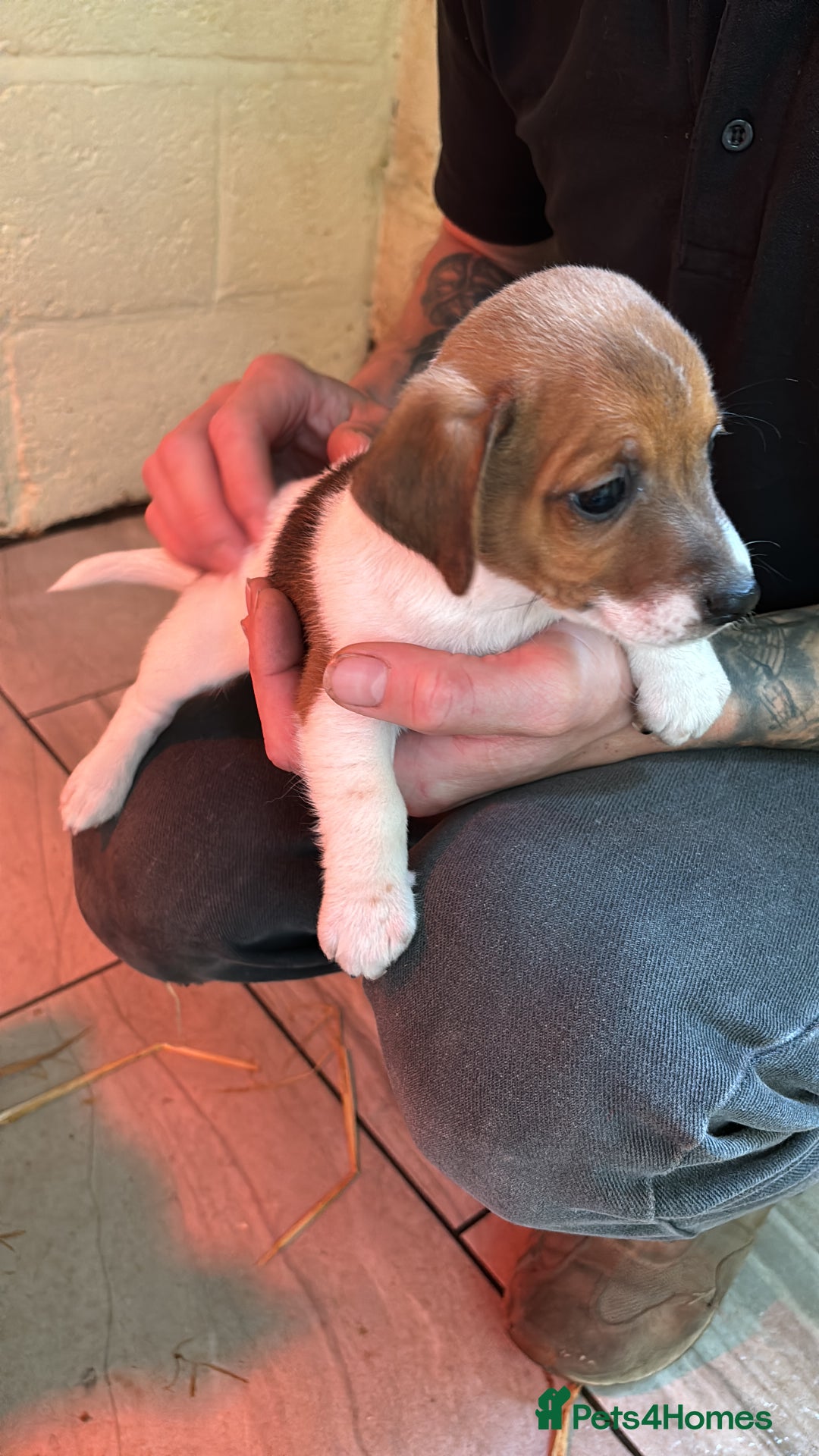 Jack Russell dogs for sale: Jack Russell puppy’s  - Image 5