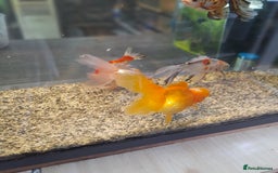 Gecko reptiles for sale: Geckos Fish Frogs full setups - Image 13