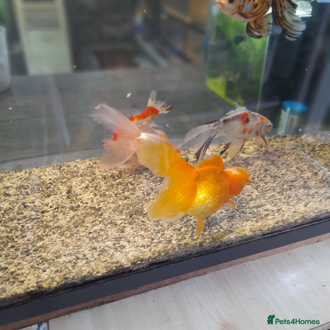 Gecko reptiles for sale: Geckos Fish Frogs full setups - Image 13