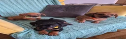 Jackshund dogs for sale: 3 boys  in Slough - Advert 8