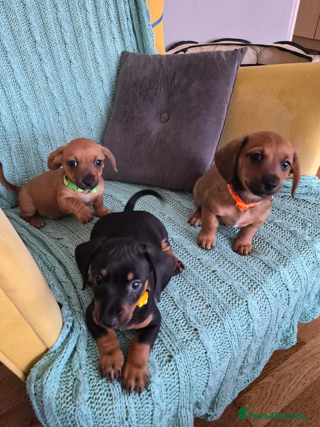 Jackshund dogs for sale: 3 boys  in Slough - Advert 8