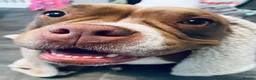 American Bully dogs for sale: Loving pocket bully for re home. - Advert 6