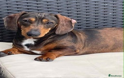 Dachshund dogs for sale: Beautiful dachshund puppies 2 girls 1 boy - Image 5
