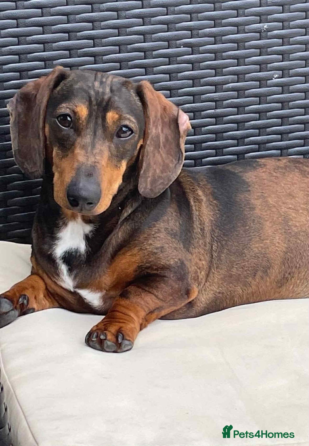Dachshund dogs for sale: Beautiful dachshund puppies 2 girls 1 boy - Image 5