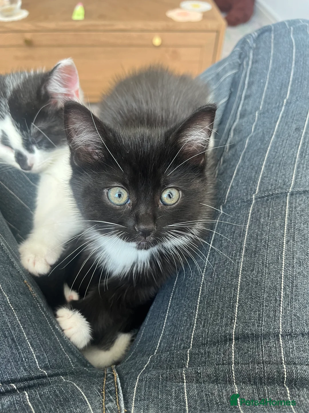 Mixed Breed cats for sale: READY NOW adorable kitten - Advert 1