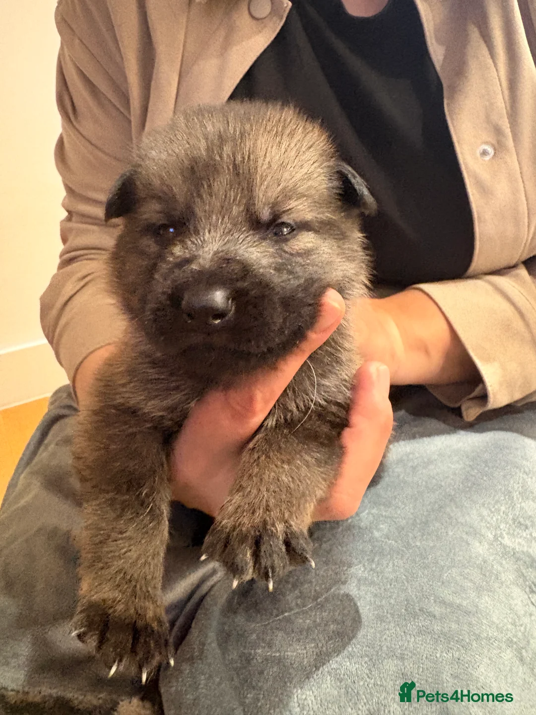 German Shepherd dogs for sale: Beautiful German shepherd puppies  - Advert 2