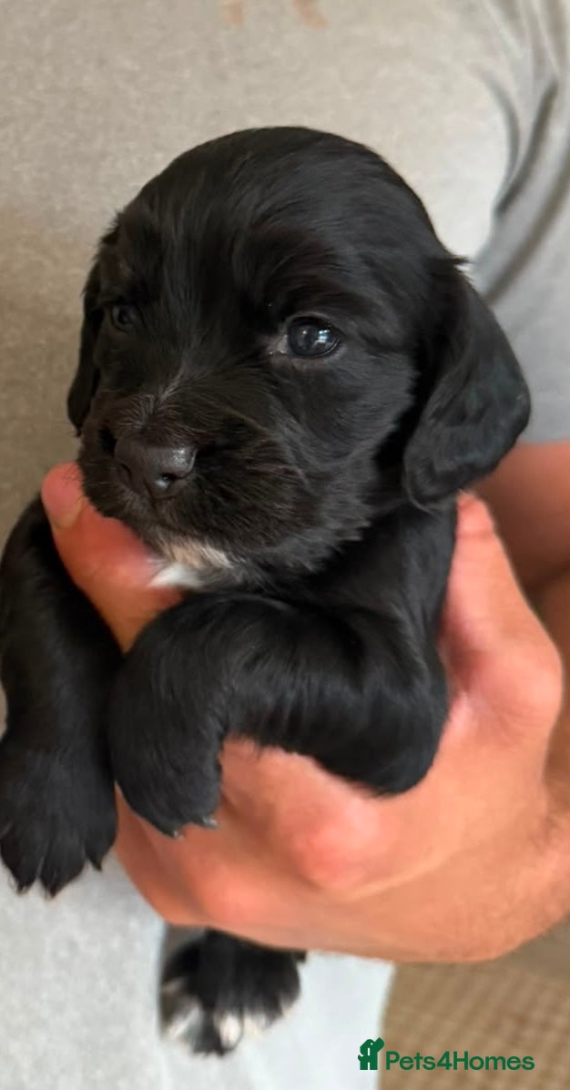 Cocker Spaniel dogs Cocker spaniel puppies  - Advert 2