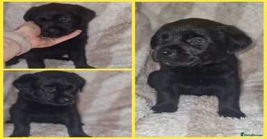Mixed Breed dogs - Advert 14