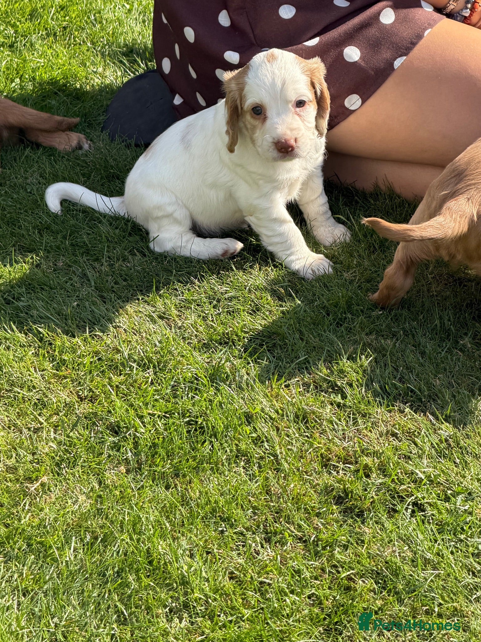 Sprocker dogs Beautiful Sprocker Spaniel Pups - Advert 12