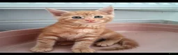 Maine Coon cats for sale: 4 maincoon babies  - Advert 32