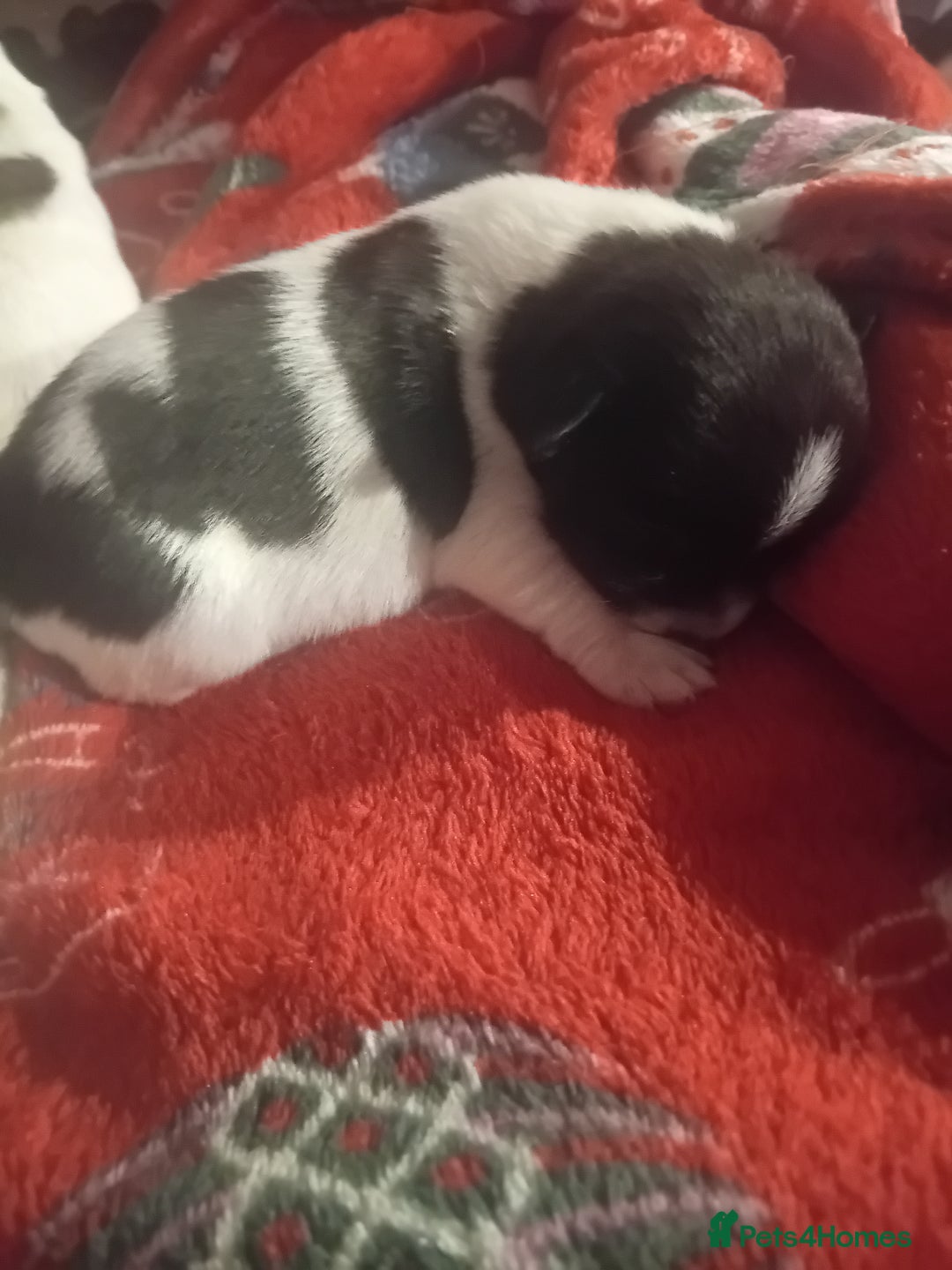 Jack Russell dogs for sale: 6 beautiful Jack russells available  - Advert 18