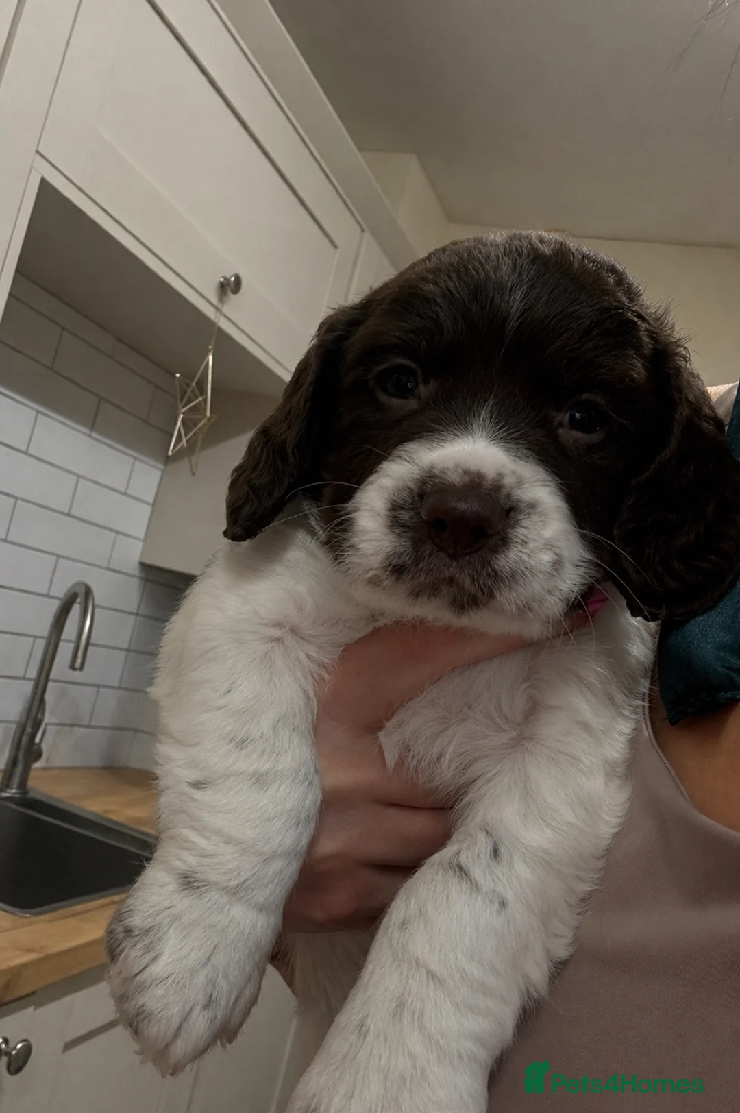 English Springer Spaniel dogs for sale: 1 Springer boy  - Advert 2