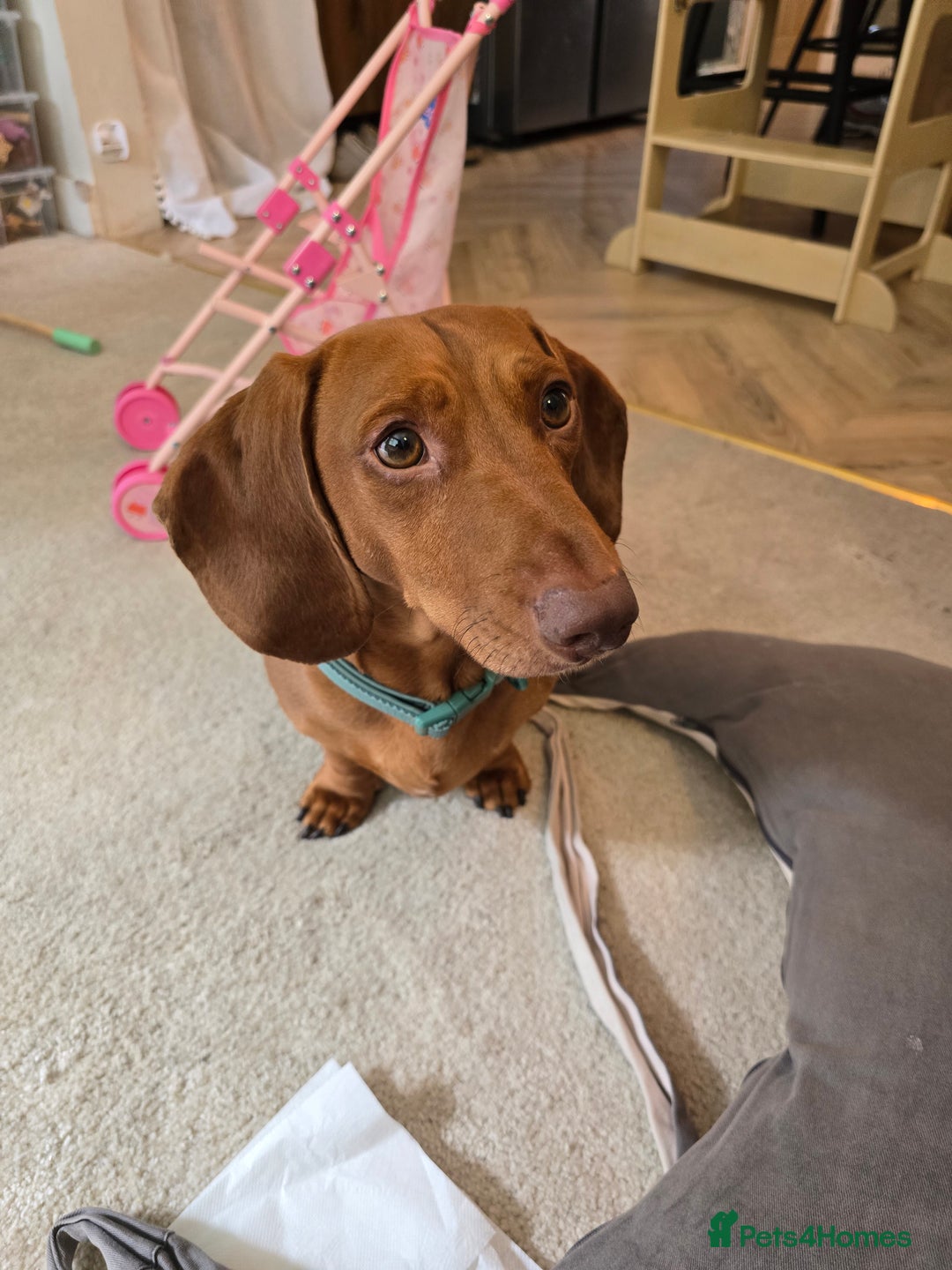 Dachshund dogs for stud: Dachshund for STUD - FREE PLEASE READ - Image 10