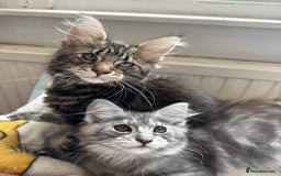 Maine Coon cats for sale: Maine coon - Image 2