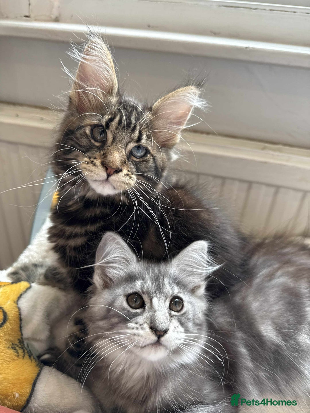 Maine Coon cats for sale: Maine coon - Image 2