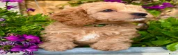 Cavapoo dogs for sale: READY NOW 2 Stunning Cavapoos puppies  - Advert 2