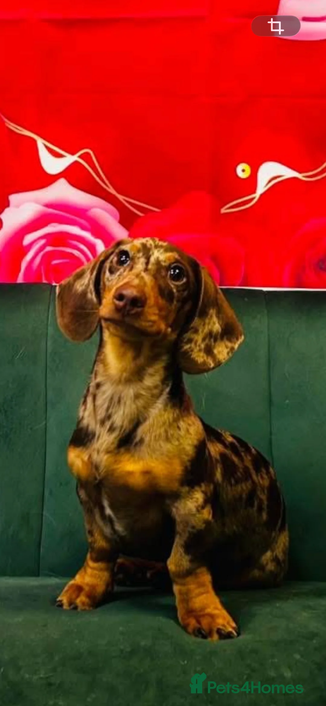 Miniature Dachshund dogs for sale: Mini Dachshund - 6 months old - Advert 2